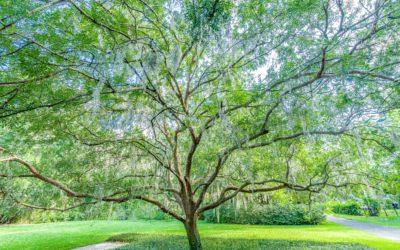 Greenscape Wins Outstanding Tree Advocate for State of Florida